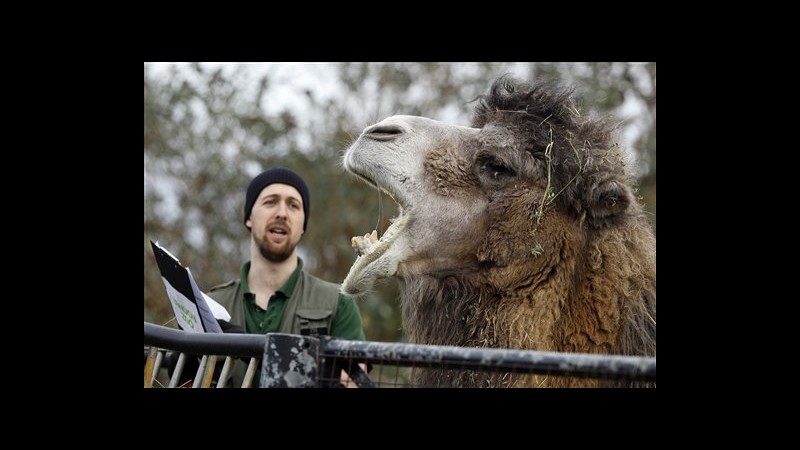 Zoo di Londra lancia censimento per oltre 18mila animali