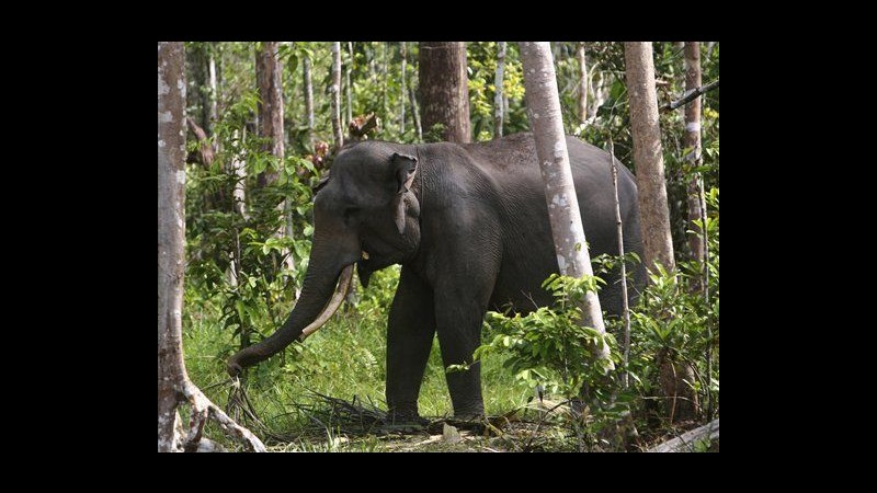 Wwf: Elefanti di Sumatra rischiano estinzione in meno di 30 anni