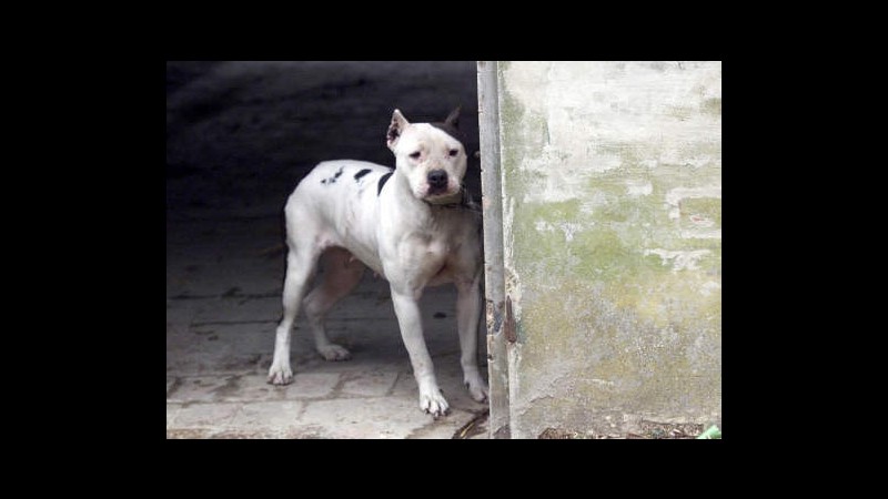 TOP Aidaa: In 4 mesi mille cani abbandonati, colpa della crisi