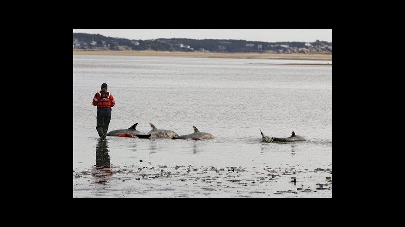 Record di delfini spiaggiati a Cape Cod: 177 in un mese, morti 124