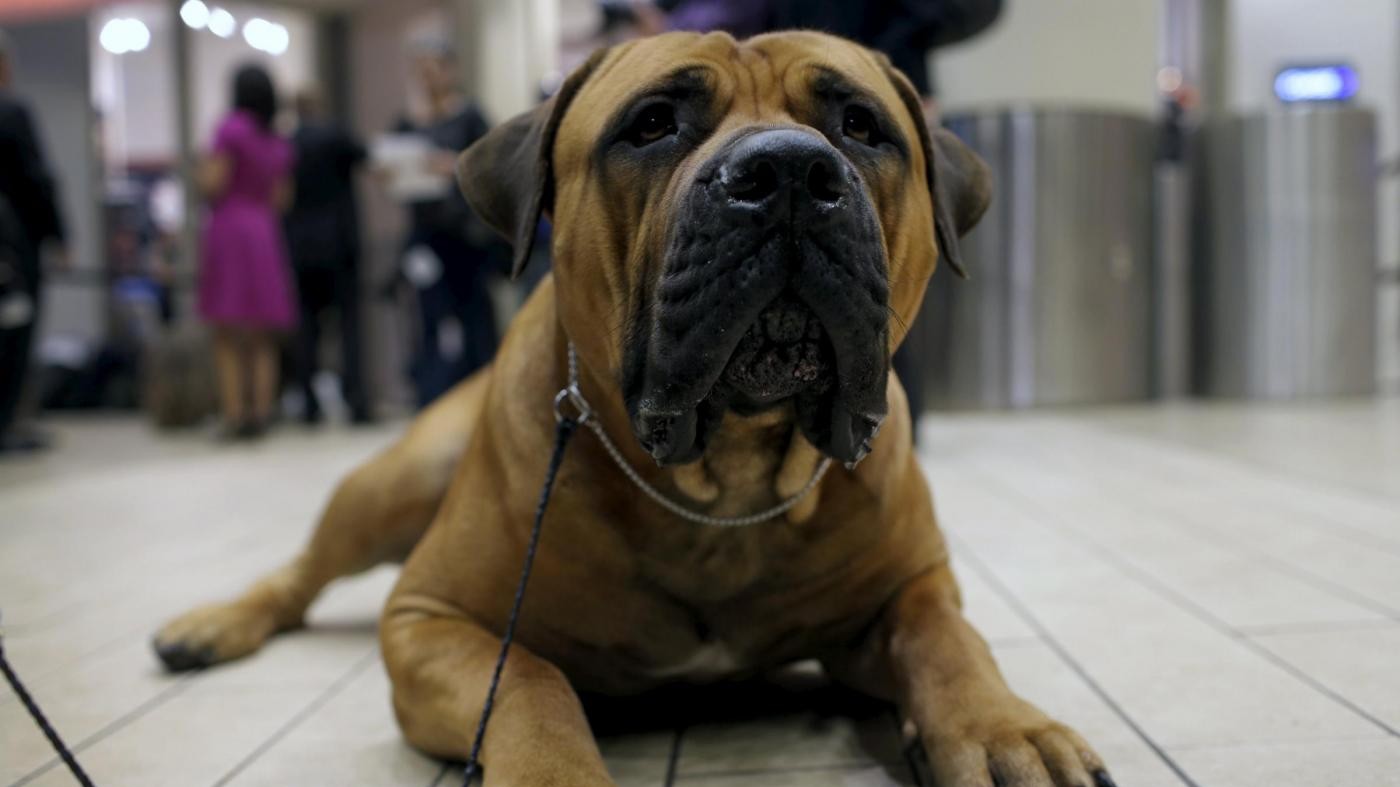Milano, aggredita da due cani: morta una 76enne