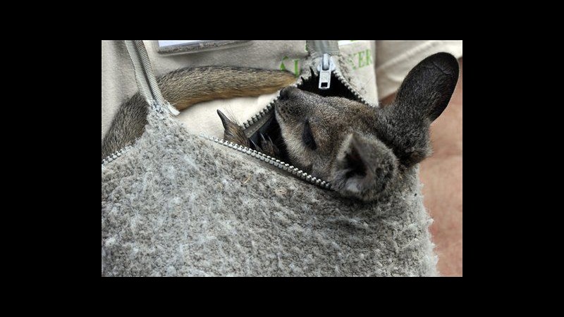 Frodo, wallaby rifiutato dalla madre, cresce bene allo zoo di Budapest