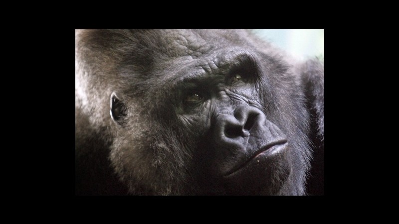 Addio Timmy, gorilla 52enne