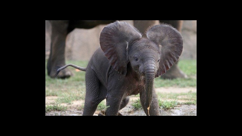 Dumbo plana a Indianapolis