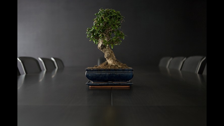 Varese, ruba bonsai, crede sia albero vero, non cresce e ne ruba altri