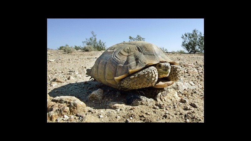 Salve le tartarughe del Mojave