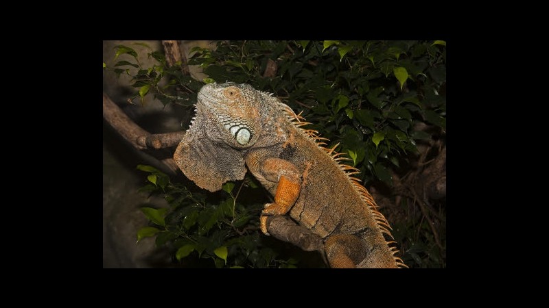 Roma, al volante con iguana sulla spalla si schianta contro guard rail