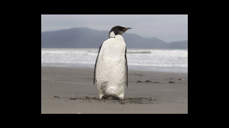 Happy Feet è guarito, il pinguino giunto dall’Antartide tornerà libero