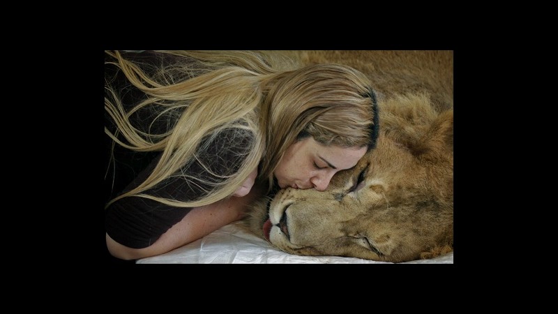 Addio Ariel, leone sfortunato
