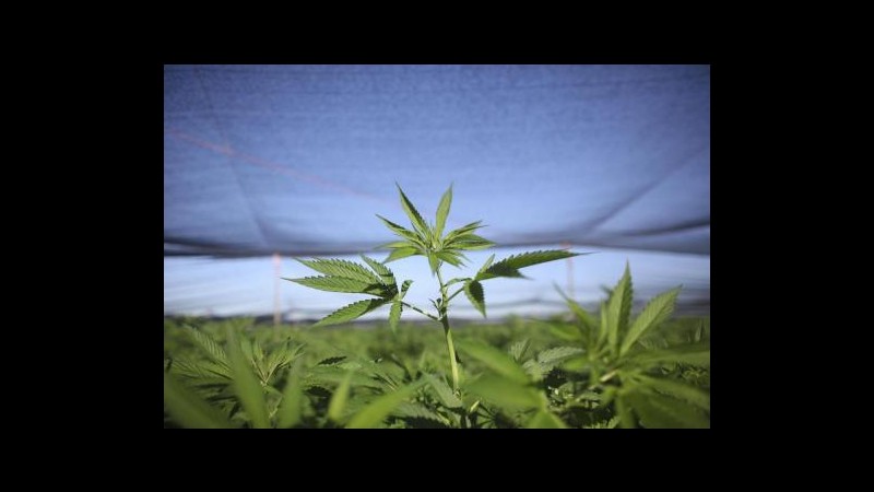 Usa, marijuana nel giardino del sindaco: Non lo sapevo, non mi dimetto