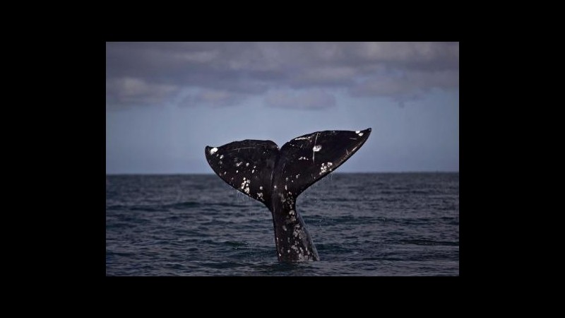 Messico, avvistato numero da record di cuccioli di balena grigia