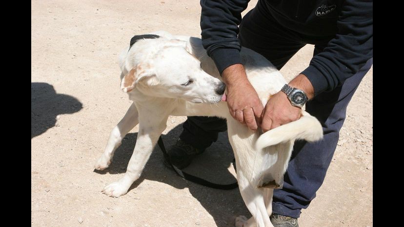 Traffico illegale cani da Ungheria, sequestrati 55 cuccioli a Napoli