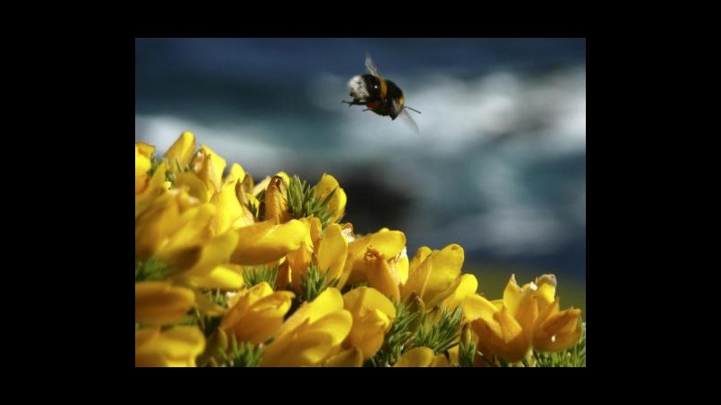Ricerca Usa: Api e bombi in pericolo per pesticida di uso comune