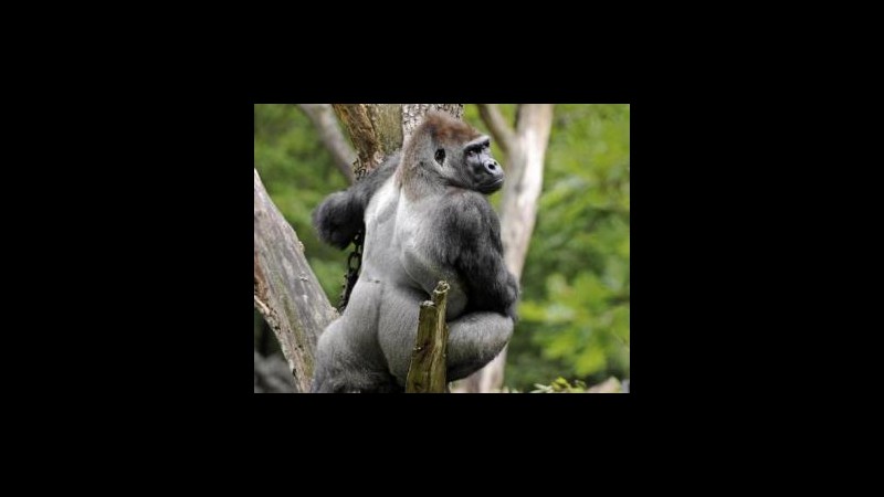 Brasile, arrivano 2 femmine a fare compagnia a gorilla solo da 27 anni