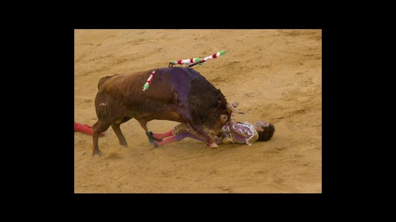 Spagna, spettatore muore incornato da toro 500 kg nell’arena di Xativa