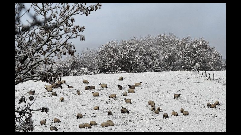 Cina, nevica da 41 giorni nel Sichuan: 100mila animali morti di freddo