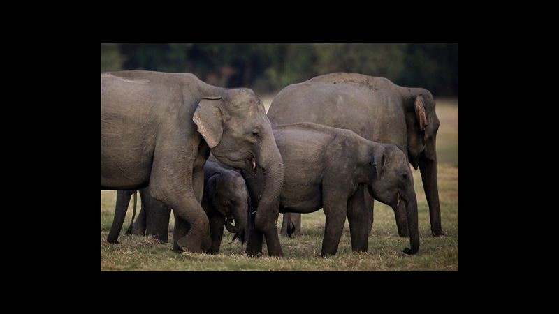 Censimento degli elefanti in Sri Lanka