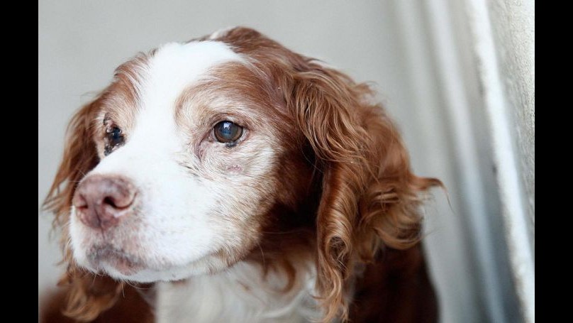 Aidaa: Subito legge per punire chi ha rapporti sessuali con animali