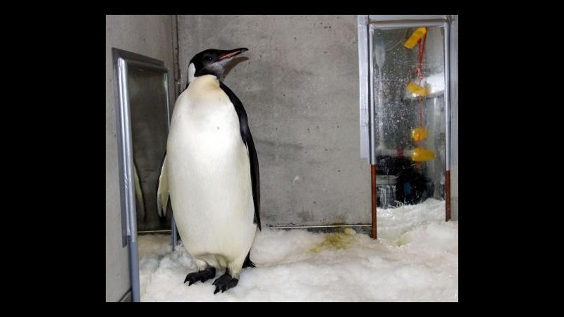 Nuova Zelanda, liberato il pinguino che mangiava sabbia