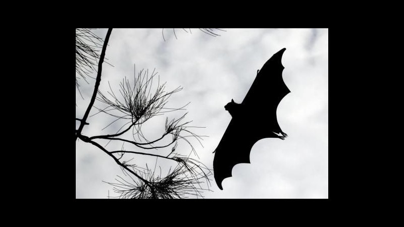 Romania, pipistrelli invadono classe scuola superiore in Transilvania
