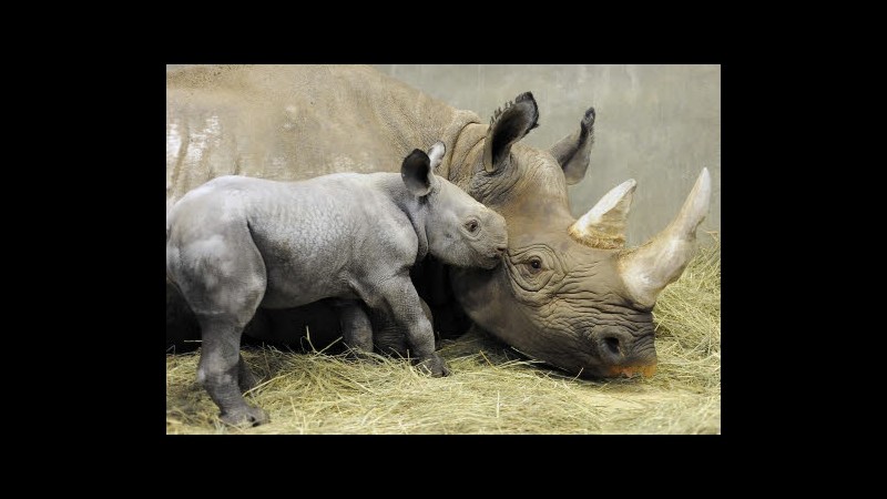 Sudafrica: 135 rinoceronti uccisi in meno di 3 mesi dai bracconieri