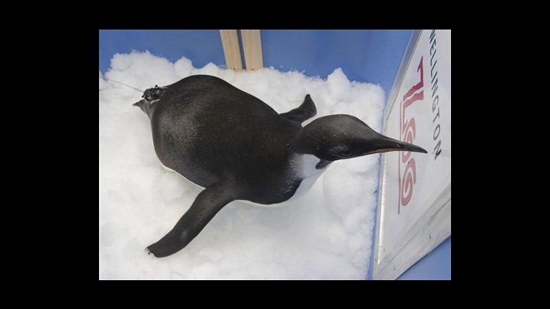 Il pinguino Happy Feet ritorna in Antartide