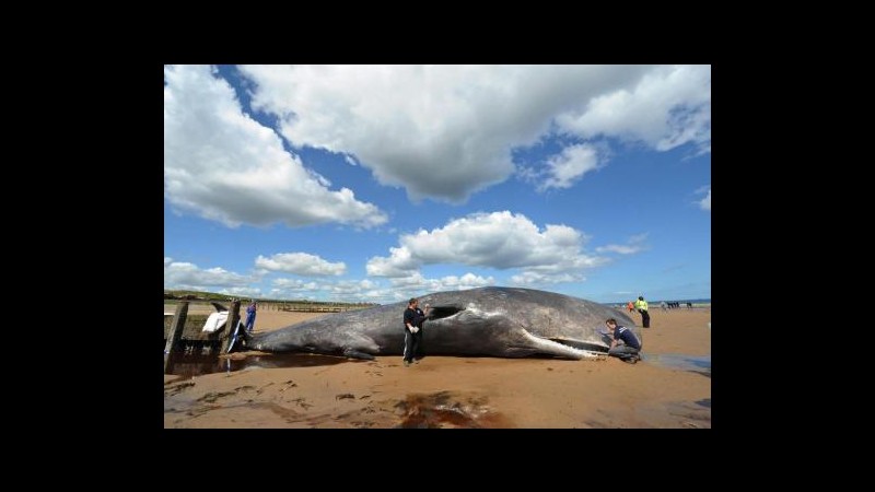 Spagna, balena di 15 metri muore in spiaggia della baia di Biscay