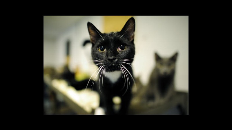 Malesia, 300 gatti maltrattati in centri per la cura degli animali