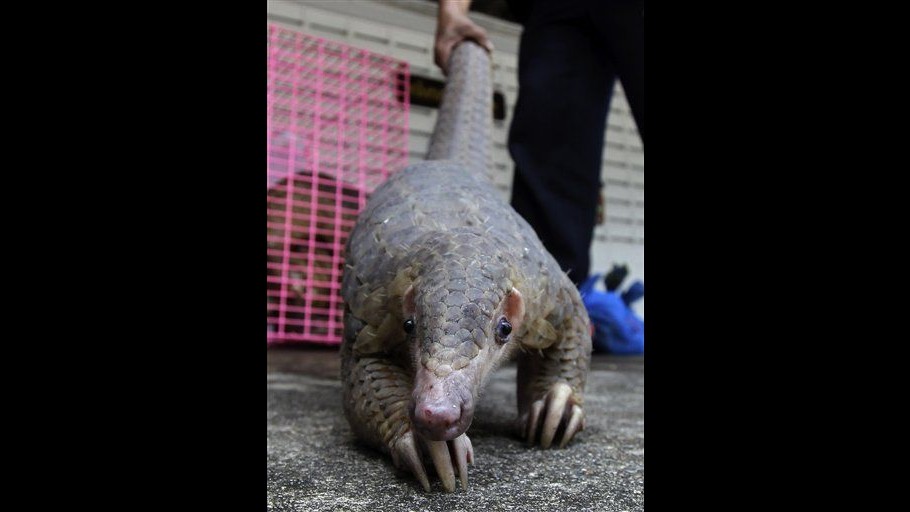 Thailandia, salvati 100 pangolini destinati a vendita illegale