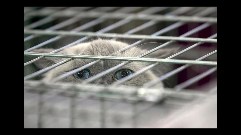 Fiumicino,non gli lasciano imbarcare gatti e li abbandona in aeroporto