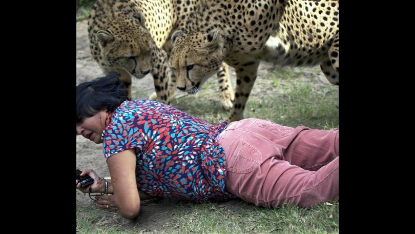 Sud Africa, ghepardi attaccano la moglie: il marito fa le foto