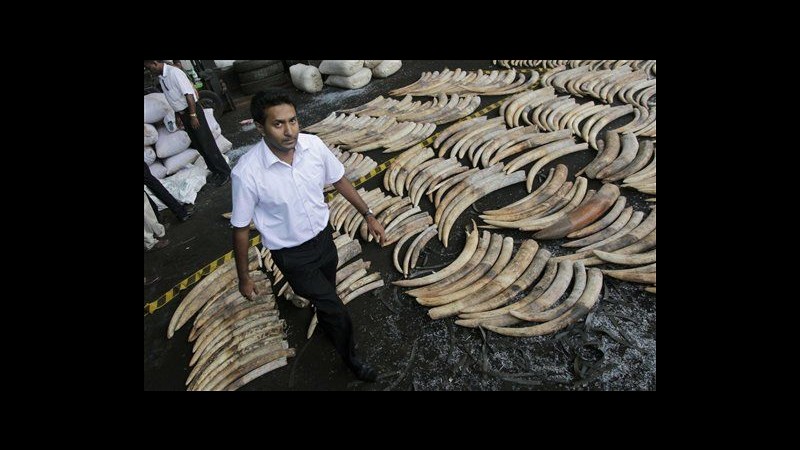 Sri Lanka, sequestro record: 1,5 tonnellate di zanne d’elefante
