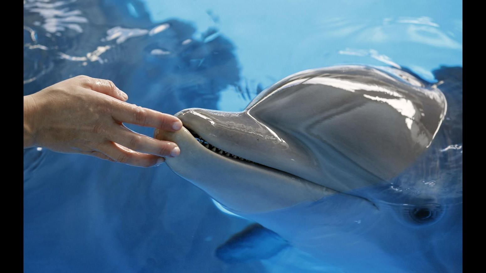 Usa, ‘Dolphin Tale’ spodesta ‘The Lion King’ da primo posto botteghini