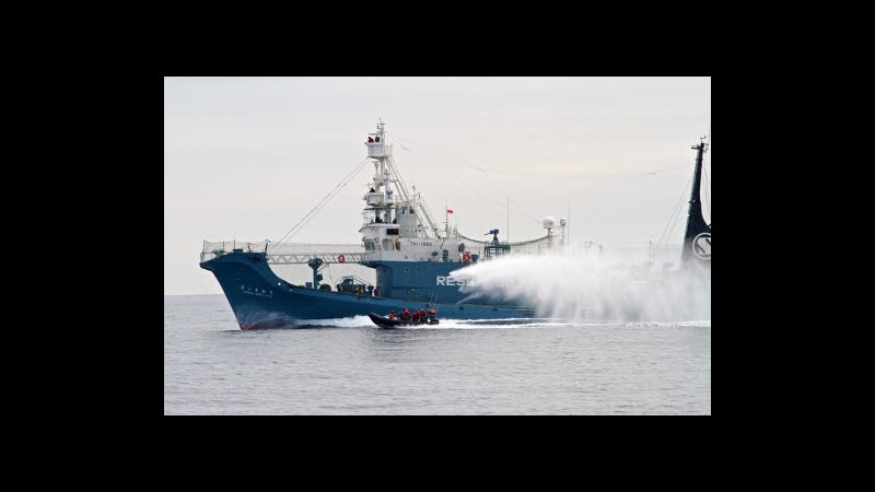 Giappone, inutili pressioni Sea Shepard, caccia alle balene continua
