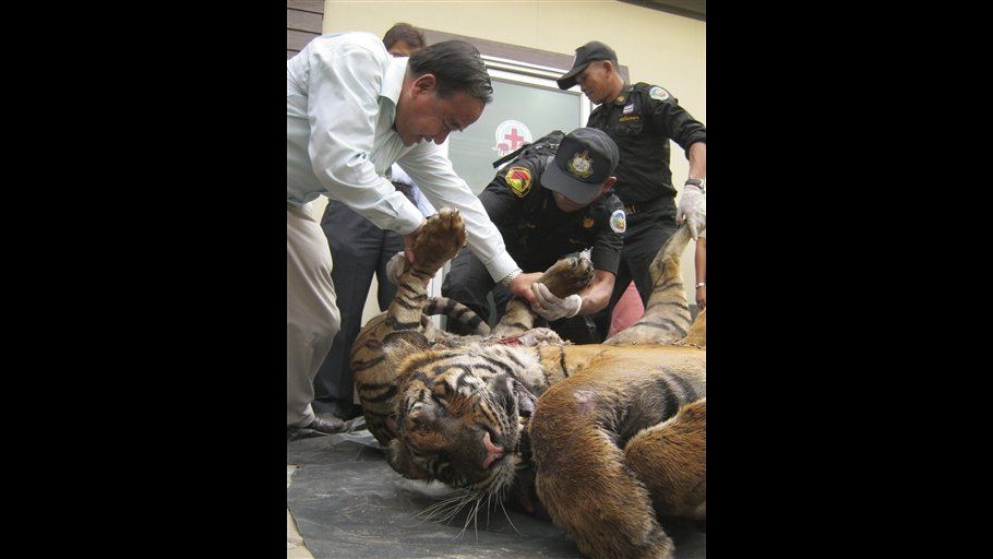 Thailandia, sequestrate carcasse tigri e altri felini destinate a Cina
