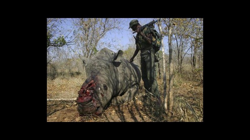 Sudafrica, confiscati 10 corni rinoceronte e zanna elefante:un arresto