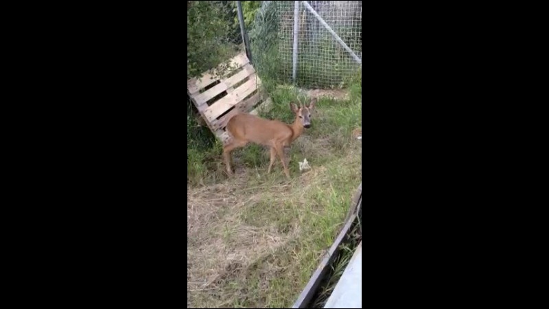 Cucciolo capriolo investito sull’A10 Genova-Savona salvato da polizia