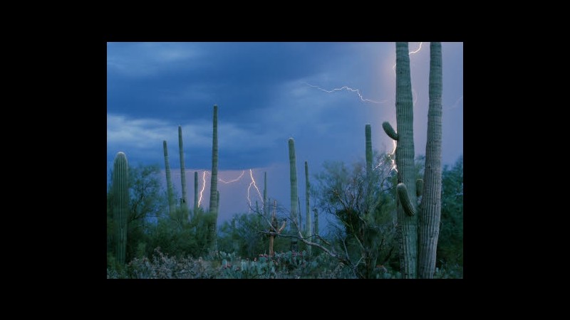 Messico, due tedeschi arrestati in aeroporto: 543 cactus in valigia