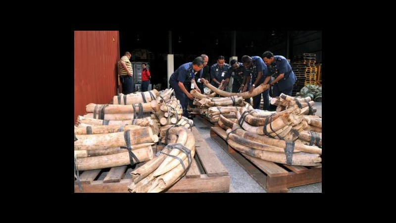 Vietnam, sequestrata tonnellata di zanne d’elefante destinate a Cina