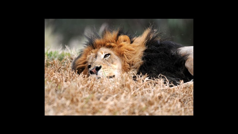 Panico in Ohio: animali selvatici fuggono da zoo,morto il proprietario