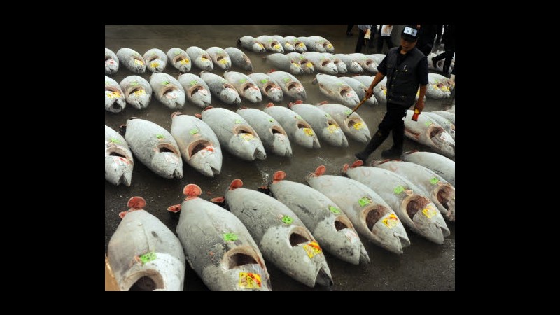 Ricerca: 50% commercio tonno pinna blu illegale,specie a grave rischio