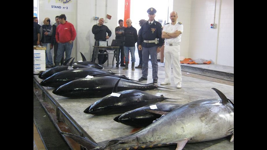 Pesca illegale di tonno rosso, sequestrati 1000 chili pesce a Cefalù