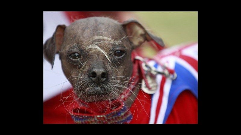 Usa, è Mugly il cane più brutto del mondo