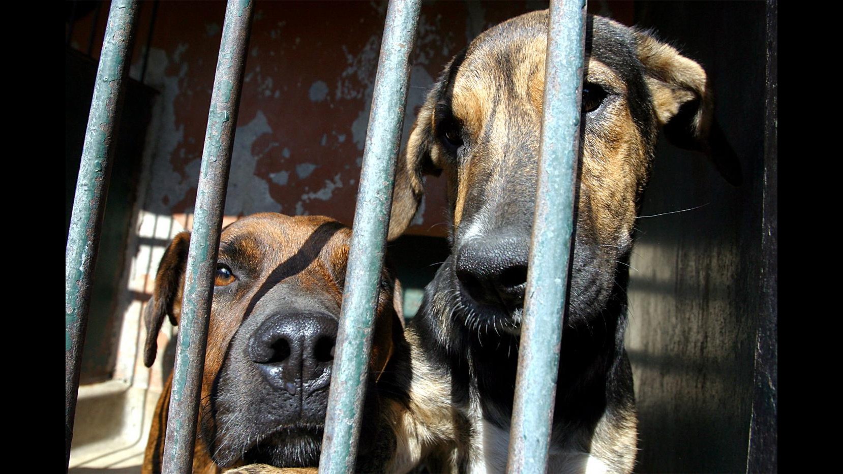 New York, scoperto business combattimenti fra cani nel Bronx