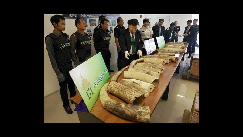 Thailandia, zanne di 50 elefanti scoperte su aereo in arrivo da Kenya