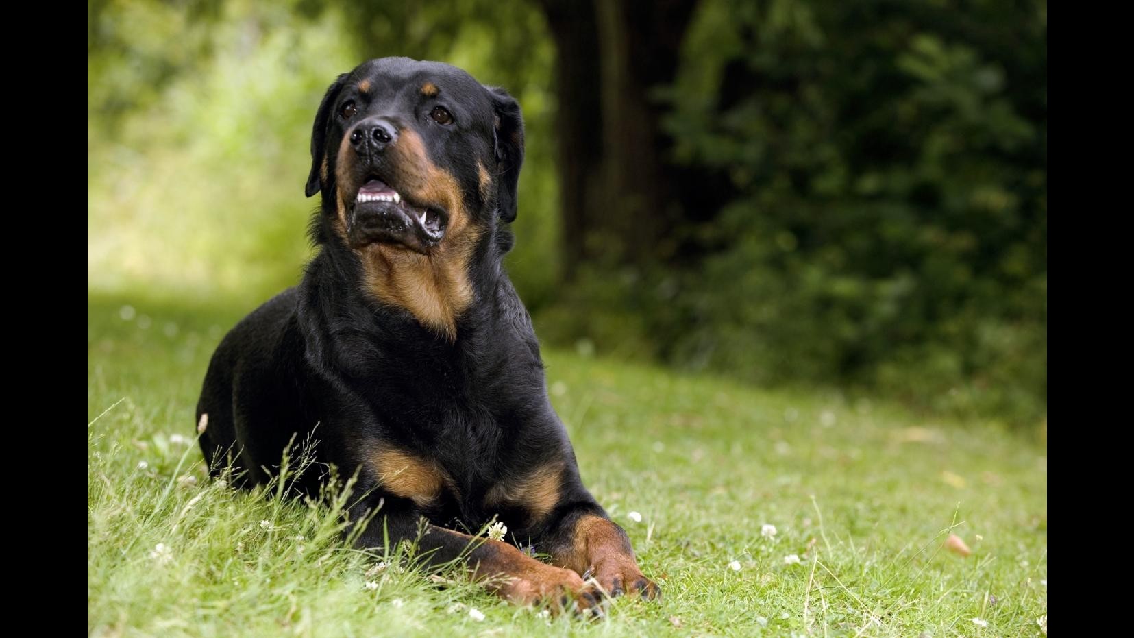 Roma, donna 74enne assalita da due rottweiler, portata al Sant’Andrea