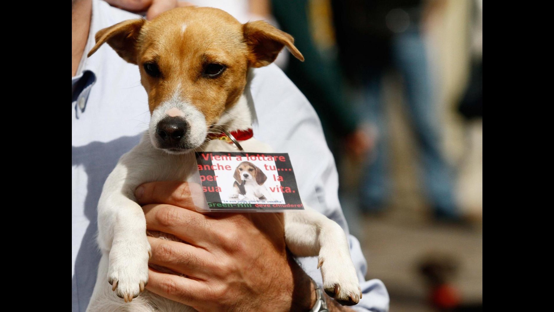 Legambiente: stasera a Roma 8 beagle da Green Hill, partono affidi