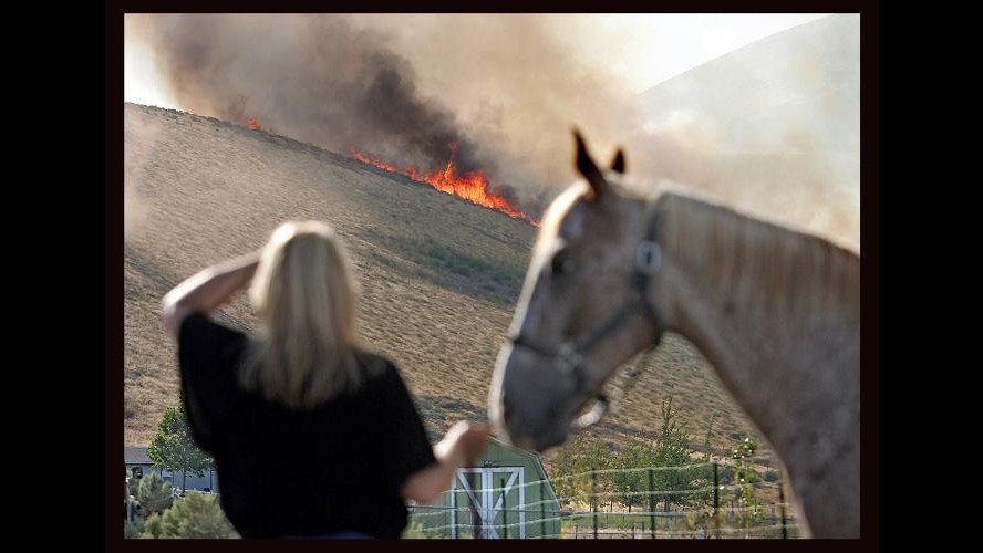 Grosseto, fiamme in un maneggio uccidiono 19 cavalli: incendio doloso
