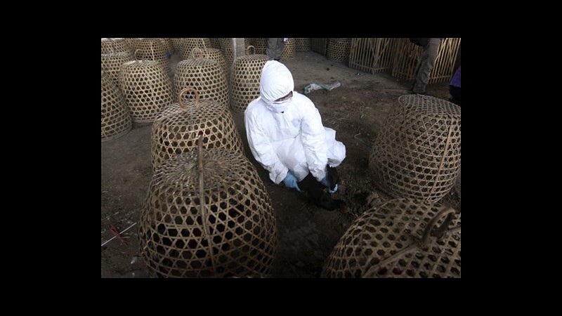 Uomo muore in Indonesia per aviaria: nona vittima da inizio anno