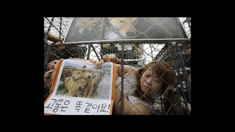Sudcorea, oggi si mangia carne di cane:proteste animalisti thailandesi